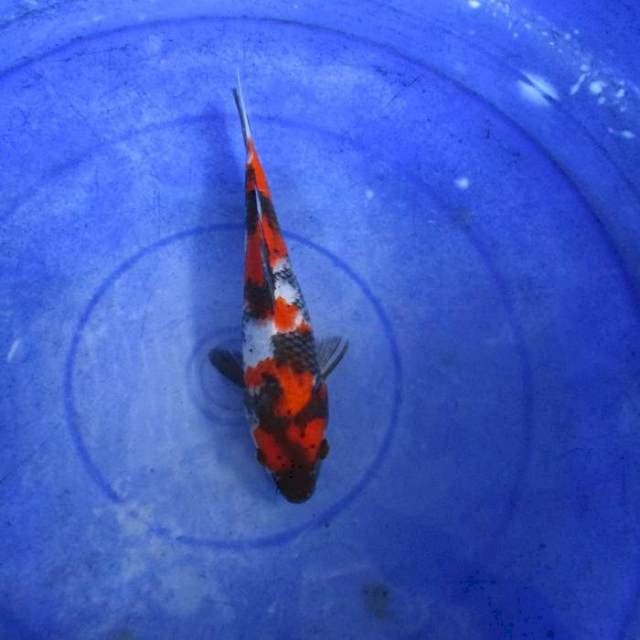 Showa sansoku ±22cm