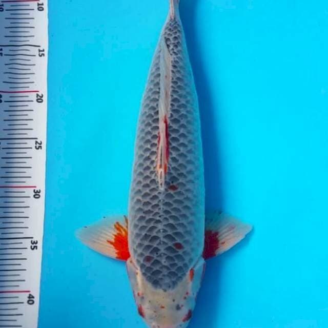 Asagi 42cm Male