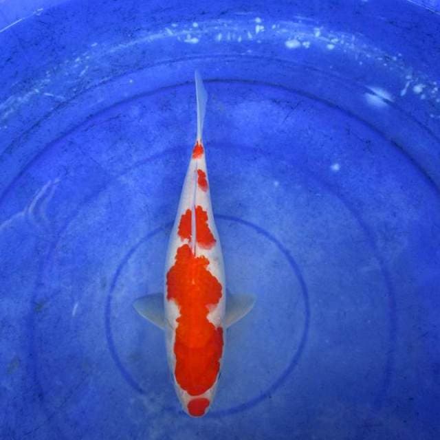 Kohaku ±28cm