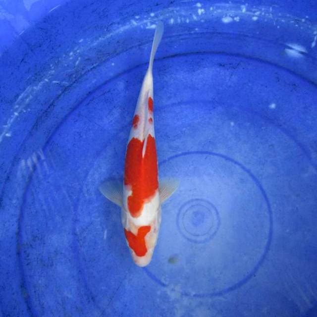 Kohaku male ±28cm
