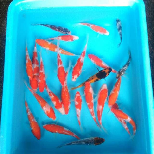 BABY KOI GREAD A ( 25 ekor )
