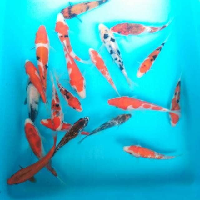 BABY KOI GREAD A ( 20 EKOR)