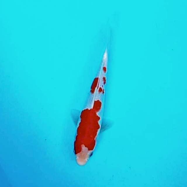 4. Kohaku || 25 cm