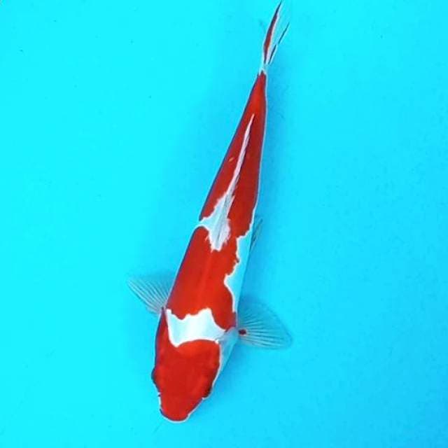 6. Doitsu Kohaku Murni || 31 cm