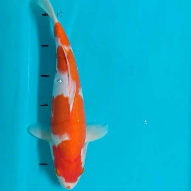 Kohaku 34cm
