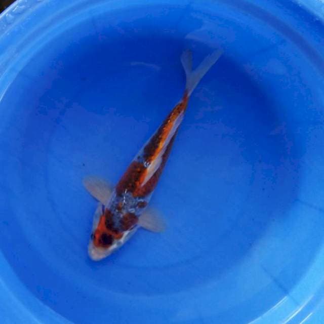 Ghosiki ginrin 29cm