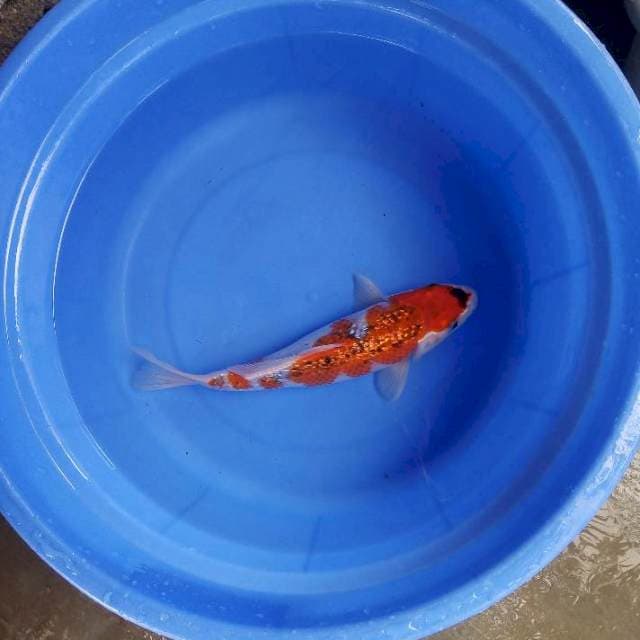 Ghosiki ginrin 29cm
