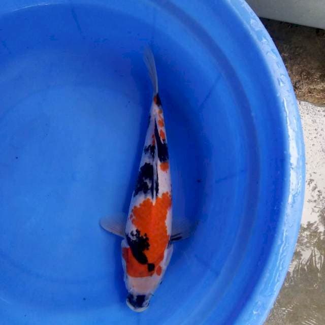 Showa 31cm