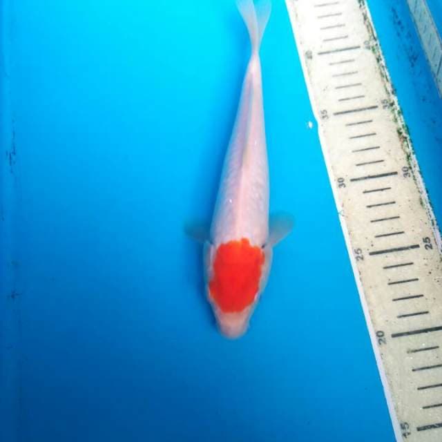 TANCHO KOHAKU ORIGINAL