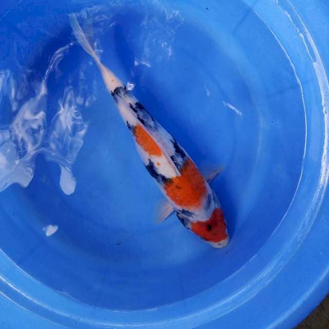 Showa tantegoi 33cm