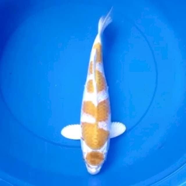 super hariwake 40cm (cek video lewat wa ya)