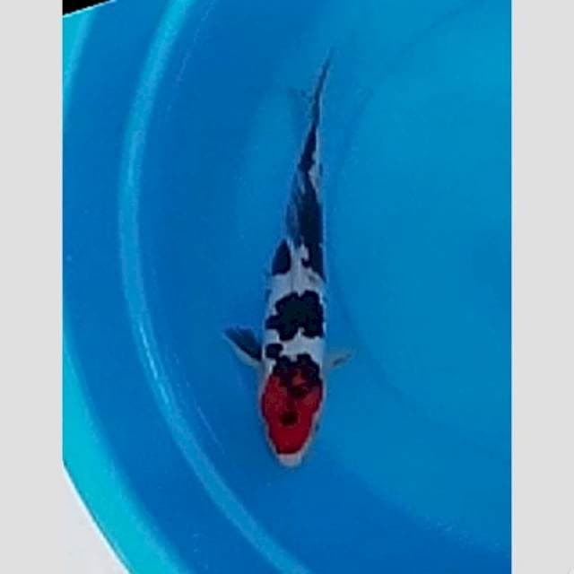 tancho showa doitsu 30cm