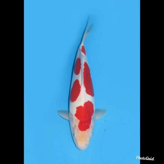 30bu male , Red Kohaku Doitsu Murni