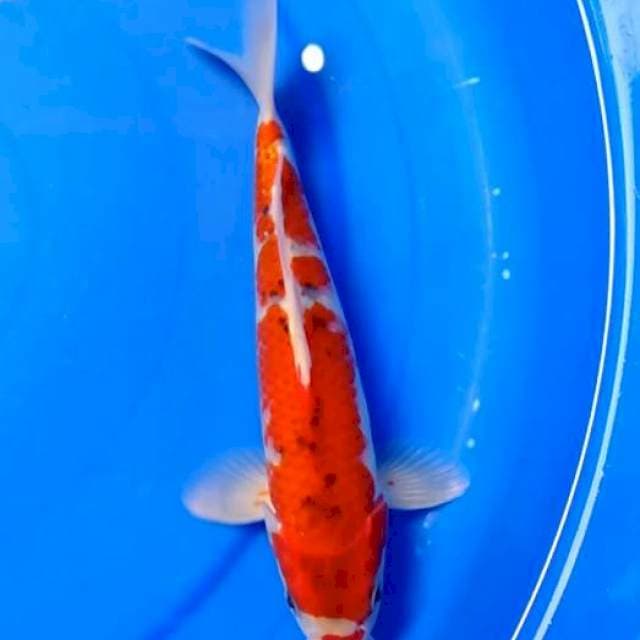 Gosiki red original