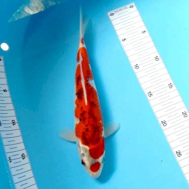 Gosiki red original