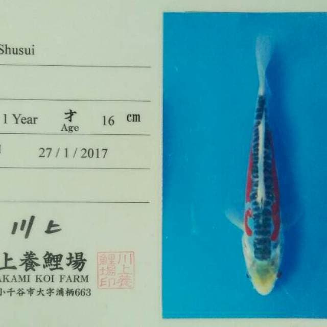 Shusui Kawakami serti