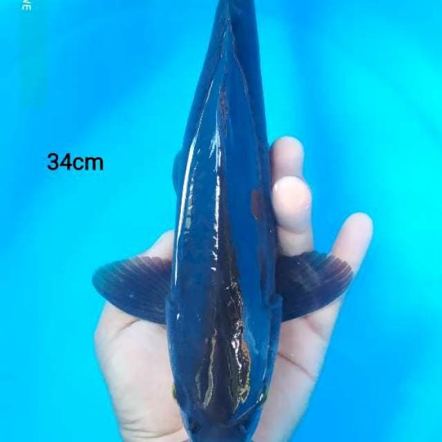 karashu sisik male