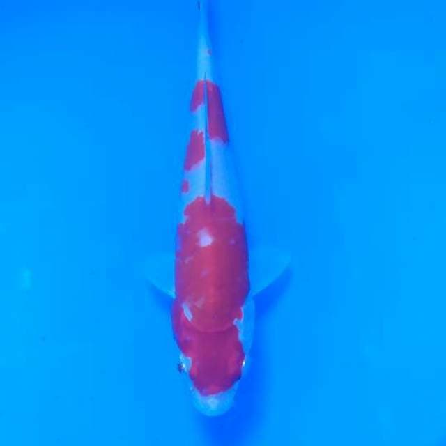 kohaku hikari