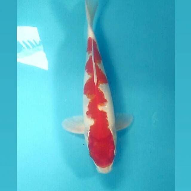 Inazuma ~ Naga Air, male 32 cm