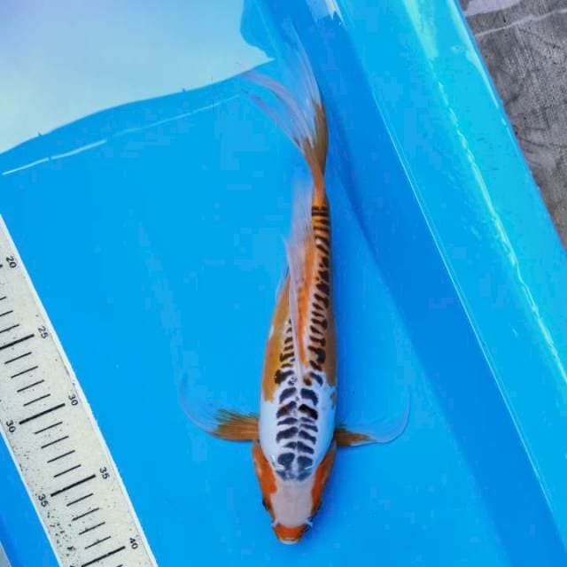 KUMPAY HANA SHUSUI KUCIBENI 32 CM LANGKA