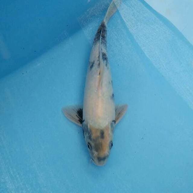 shiro male 30cm