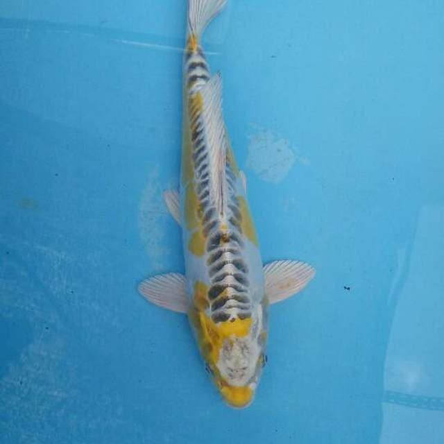 yellow kujaku doit