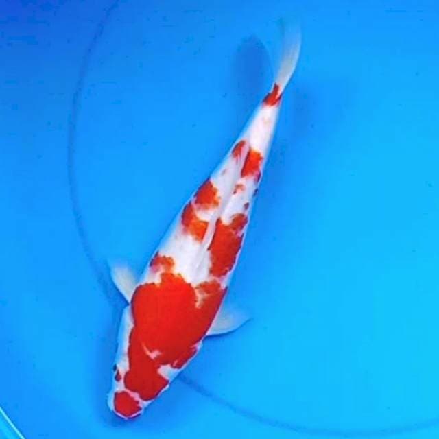 33cm KOHAKU totol totol