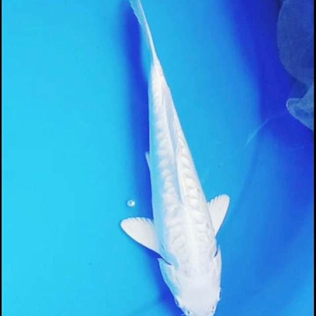 30cm PLATINUM pocong