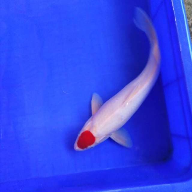 Tanco kohaku