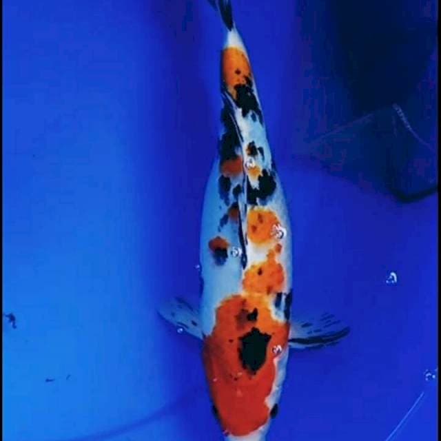 34cm SANKE bohay