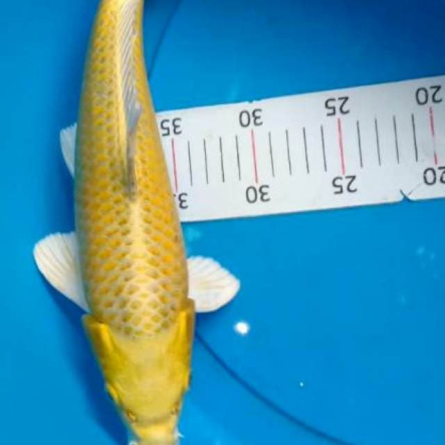 Yamabuki ogon