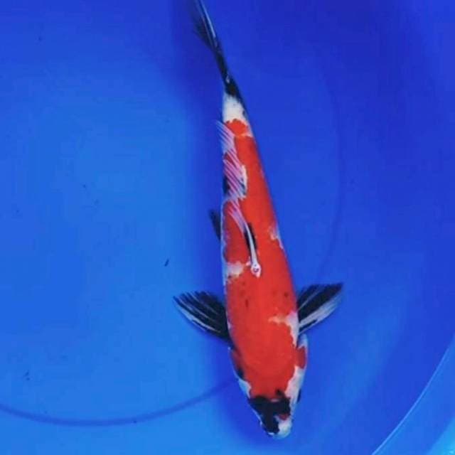 36cm INAZUMA ORI