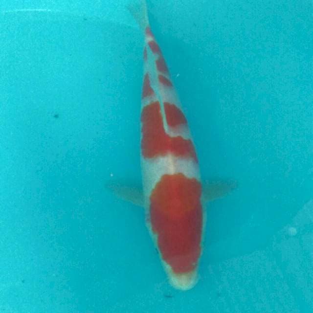 Kohaku 26 cm