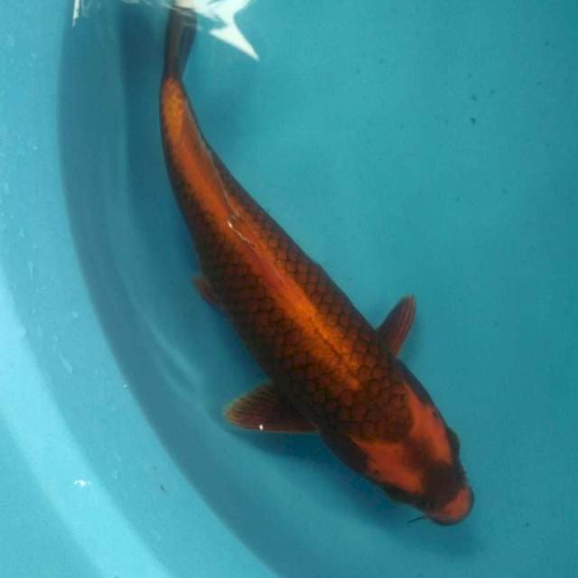 Kabuto Net Rapi, 30 cm