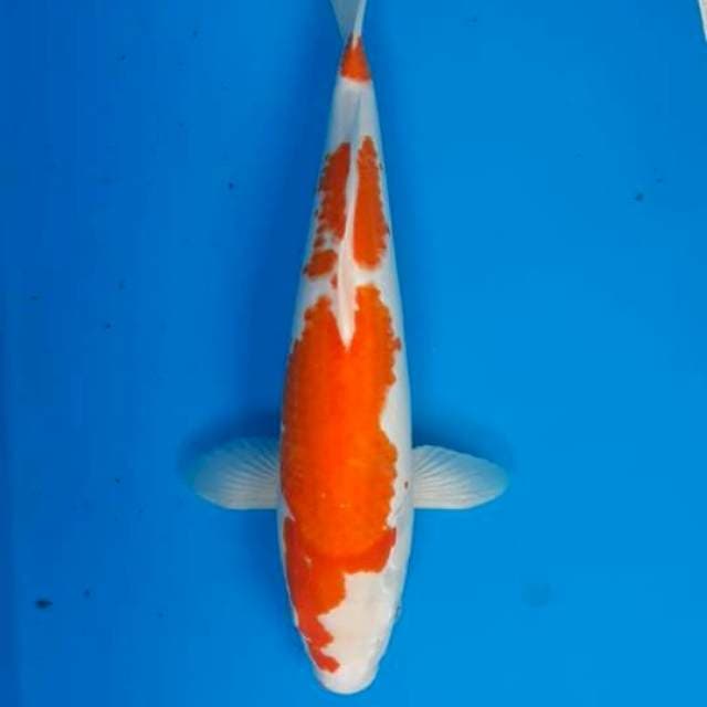 Kohaku Betina 39cm