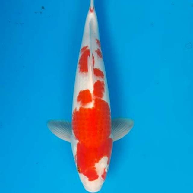 Kohaku jantan 33cm