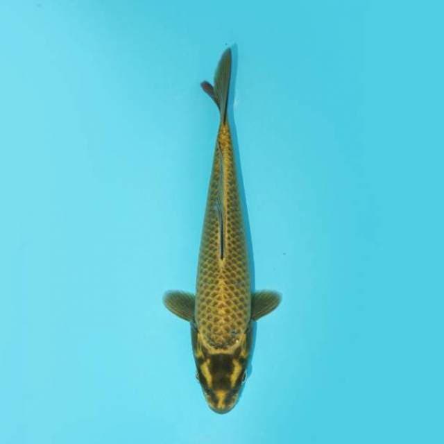MUKASHI 22 CM FEMALE