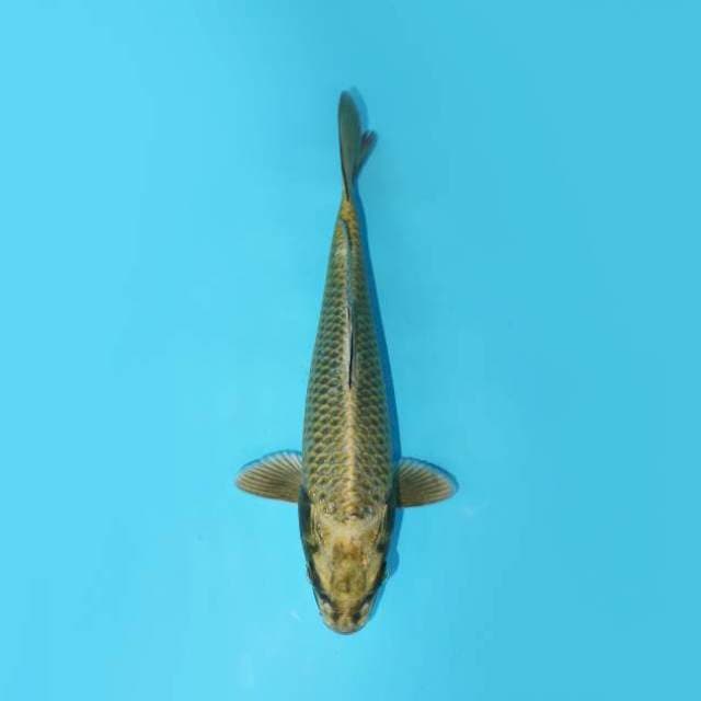 MUKASHI 23 CM FEMALE