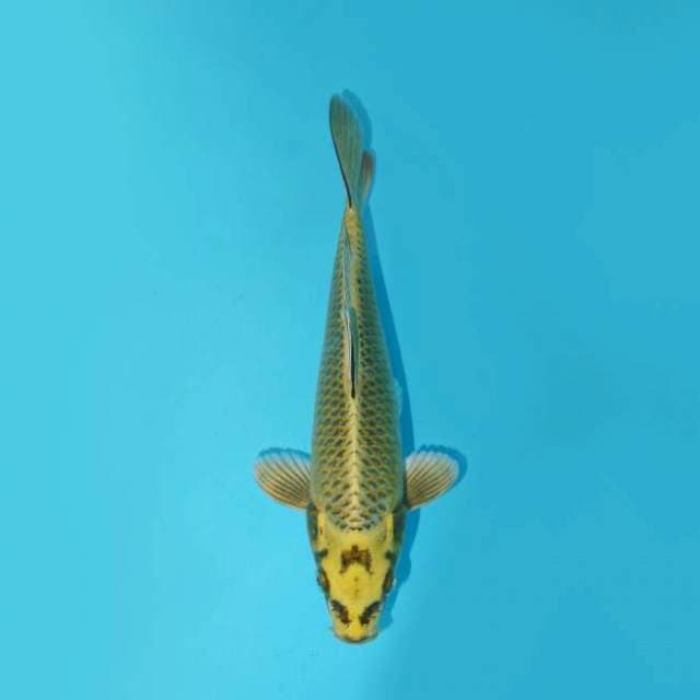 MUKASHI 22 CM MALE