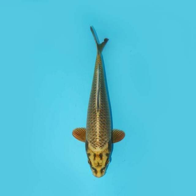 MUKASHI 23 CM MALE