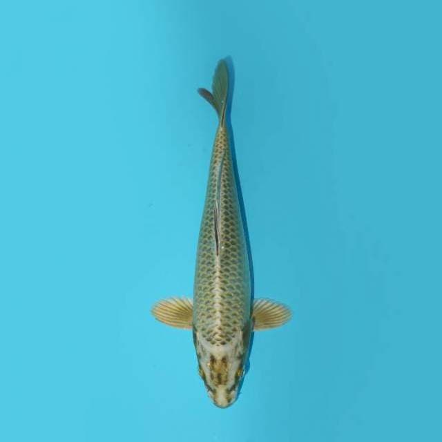 MUKASHI 23 CM MALE