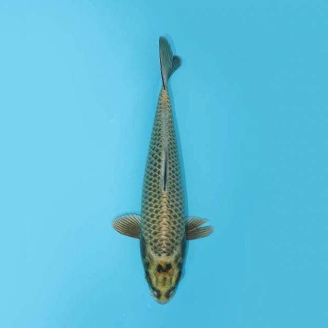 MUKASHI 25 CM FEMALE