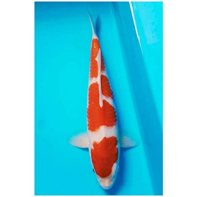 SQ SANDAN KOHAKU 28cm JANTAN