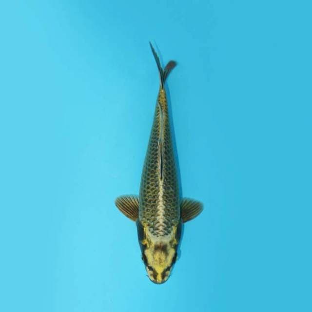 MUKASHI 23 CM MALE