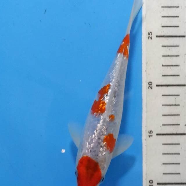 Goshiki ginrin full Jantan
