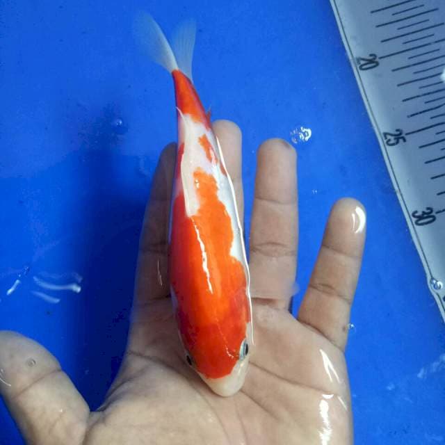 Kohaku doit size 16 cm