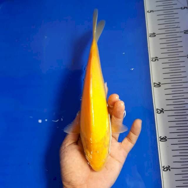 Karasi mara merah size 26 cm