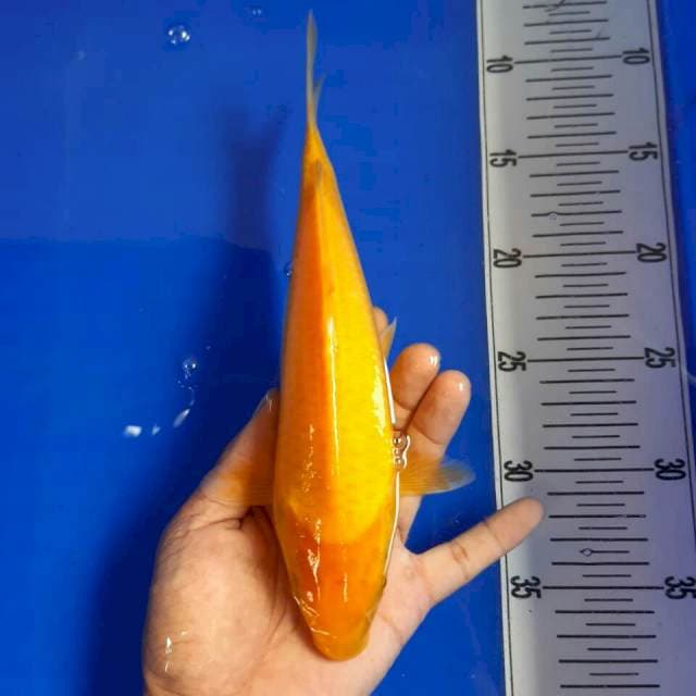 Karasi mata merah 26 cm