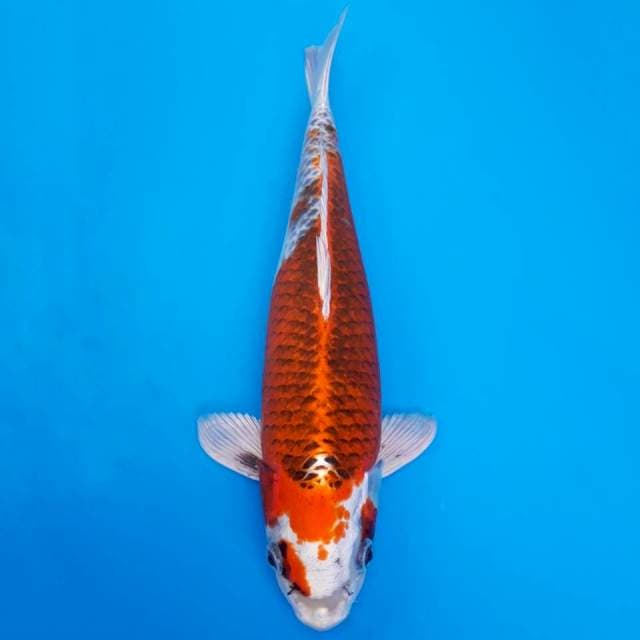 Genjiro kujaku 38cm non-serti