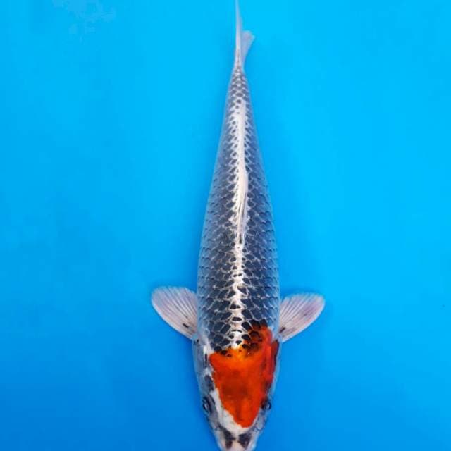 Genjiro tancho kujaku 38cm non-serti